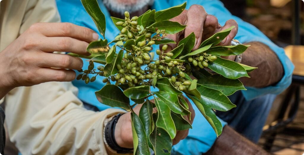 maos-experiencia-observacao-sementes